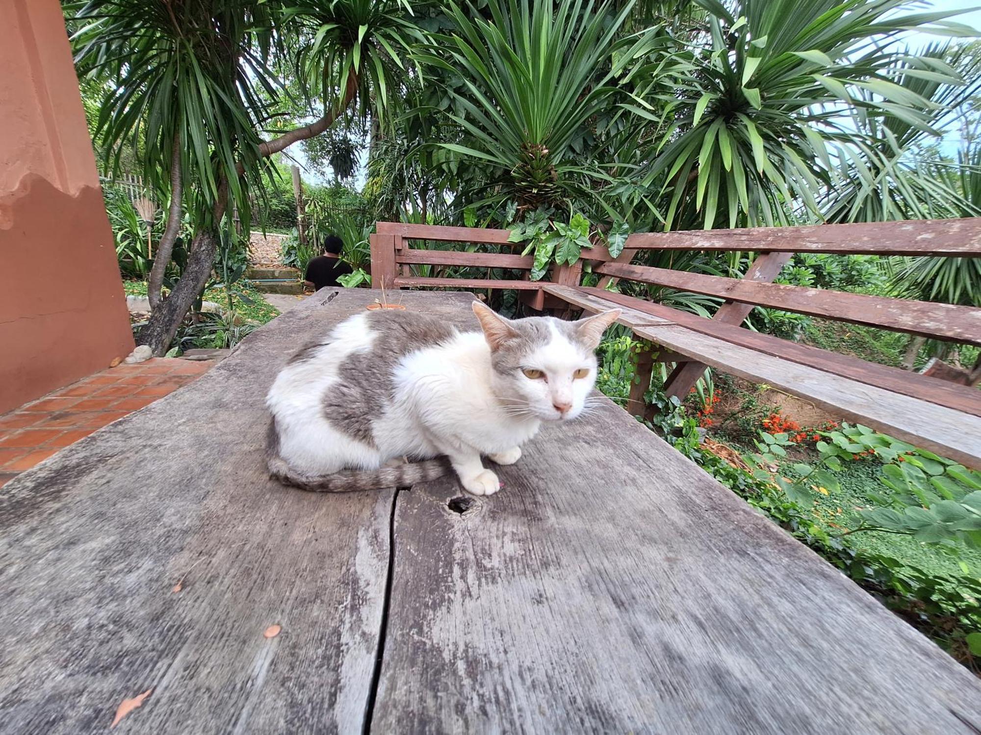 The Lookout Pai Hotel Bagian luar foto